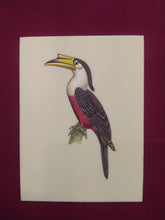 Load image into Gallery viewer, Great HornBill Bird Indian Miniature Painting Exotic - ArtUdaipur
