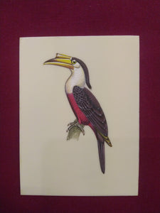 Great HornBill Bird Indian Miniature Painting Exotic - ArtUdaipur