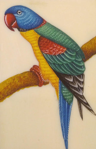 Parrot Bird